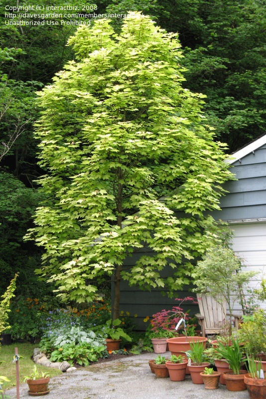 Acer Pseudoplantanus